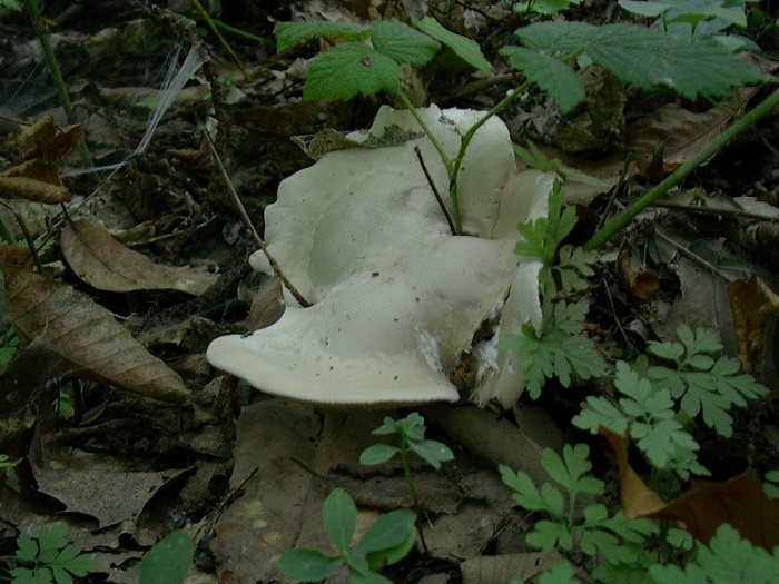 813 Ottobre vecchio ritrovamento